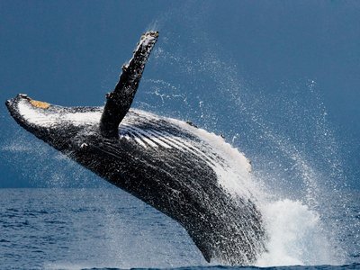 Nuqui: Avistamiento de ballenas y aventuras imperdibles