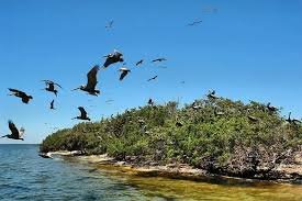 Tour Isla de los pajaros + Plancton