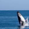 Tour Avistamiento de ballenas