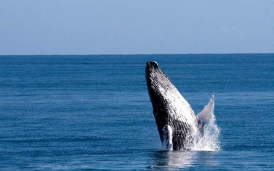 Tour Avistamiento de ballenas