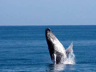Tour Avistamiento de ballenas