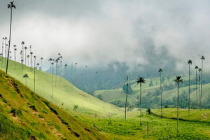 Tour Salento + Cocora + Filandia