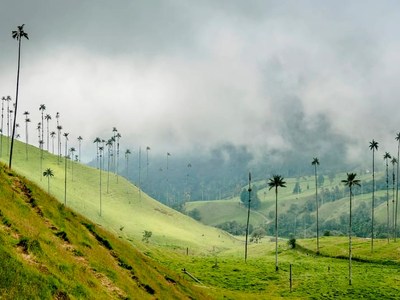 Tour Salento + Cocora + Filandia