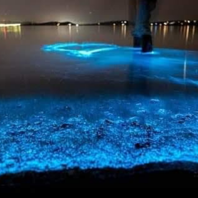 tour playa tranquila + plancton