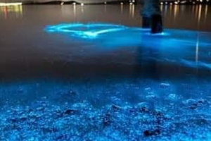 tour playa tranquila + plancton