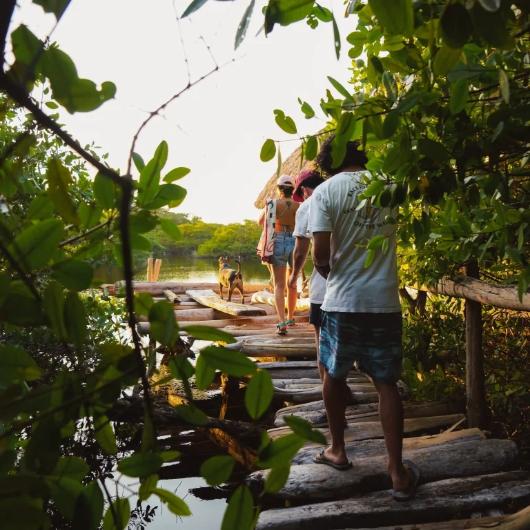 siembra de manglares