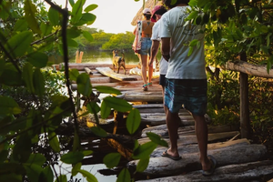 siembra de manglares