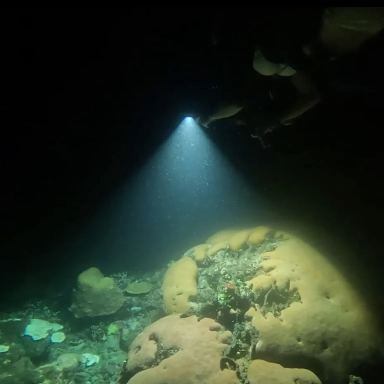 fitoplancton, careteo nocturno