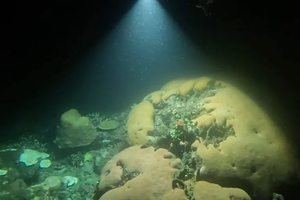 fitoplancton, careteo nocturno