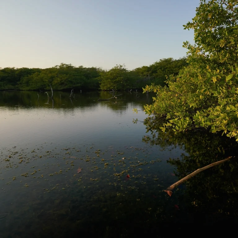 ruta coralina y de manglar