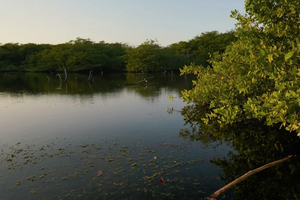 ruta coralina y de manglar