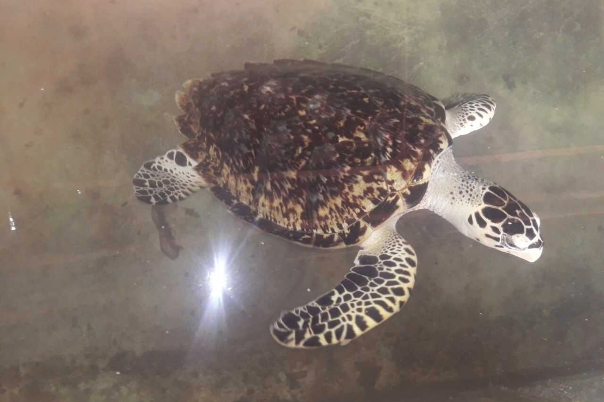 ruta del caimán alegre