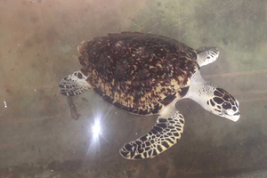 ruta del caimán alegre