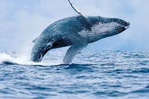 Tour Avistamiento de ballenas + Manglares + Playa Olímpica + Utría + Termales + Cascada del amor