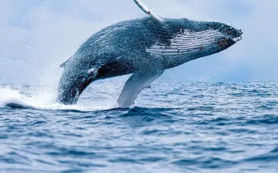 Tour Avistamiento de ballenas + Manglares + Playa Olímpica + Utría + Termales + Cascada del amor